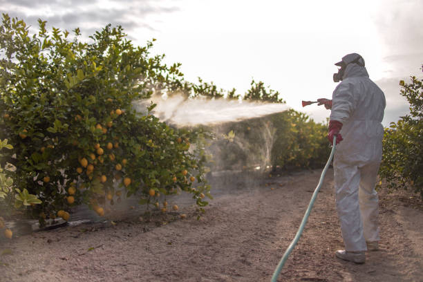 Reliable Cove Creek, NC Pest Control Solutions