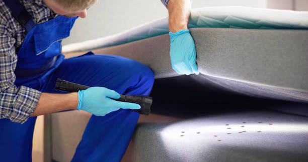 Professional Pest Control in Cove Creek, NC
