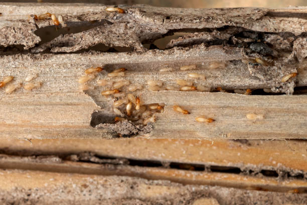 Best Exterminator Services  in Cove Creek, NC