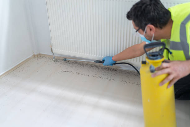 Best Affordable Pest Control Services  in Cove Creek, NC